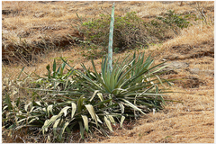 Agave cantula